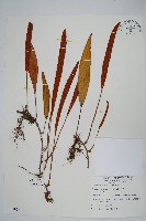 藏品(石葦)的圖片