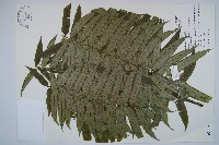 藏品(觀音座蓮)的圖片