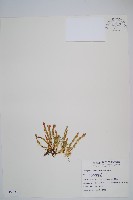 藏品(相馬氏石松)的圖片