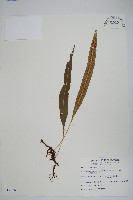 藏品(波氏星蕨)的圖片