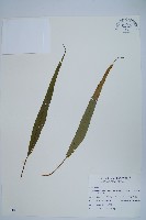 藏品(粵瓦葦)的圖片