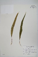 藏品(粵瓦葦)的圖片