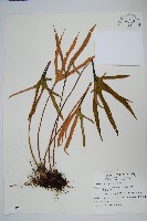 藏品(槭葉石葦)的圖片