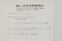 藏品(灰背鐵線蕨)的圖片