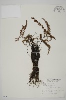 藏品(毛葉鐵線蕨)的圖片