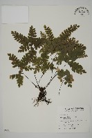 藏品(扇葉鐵線蕨)的圖片