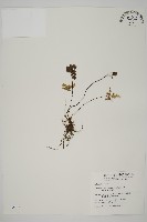 藏品(扇葉鐵線蕨)的圖片