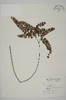 藏品(扇葉鐵線蕨)的圖片