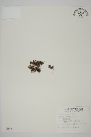 藏品(蘭嶼鐵線蕨)的圖片