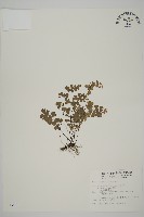 藏品(蘭嶼鐵線蕨)的圖片