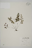 藏品(鐵線蕨)的圖片