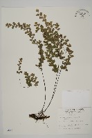 藏品(鐵線蕨)的圖片