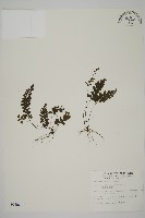 藏品(長尾鐵線蕨)的圖片