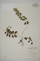 藏品(半月形鐵線蕨)的圖片