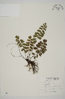 藏品(翅柄鐵線蕨)的圖片