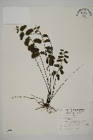 藏品(翅柄鐵線蕨)的圖片