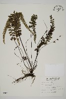 藏品(馬來鐵線蕨)的圖片