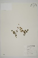 藏品(團羽鐵線蕨、團葉鐵線蕨、對葉鐵線蕨)的圖片