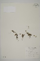 藏品(團羽鐵線蕨、團葉鐵線蕨、對葉鐵線蕨)的圖片