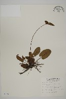 藏品(澤瀉蕨)的圖片