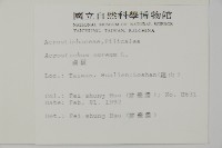 藏品(鹵蕨)的圖片