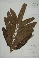 藏品(鹵蕨)的圖片