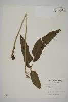 藏品(全緣鳳丫蕨)的圖片