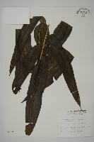 藏品(全緣鳳丫蕨)的圖片