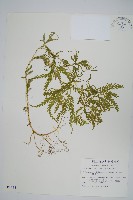 藏品(全緣卷柏)的圖片