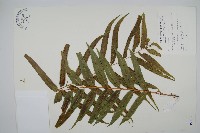 藏品(長葉腎蕨)的圖片