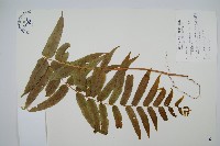 藏品(長葉腎蕨)的圖片