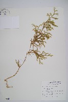 藏品(過山龍)的圖片