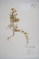藏品(過山龍)的圖片