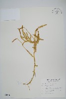 藏品(石松)的圖片