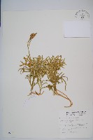 藏品(地刷子、多穗石松)的圖片