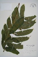 藏品(腸蕨)的圖片