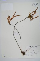 藏品(槭葉石葦)的圖片