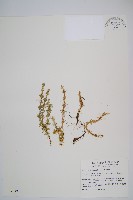 藏品(蛇足石杉、千層塔)的圖片