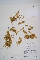 藏品(玉山石松)的圖片