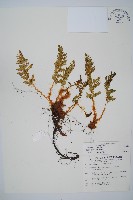 藏品(腺鱗毛蕨)的圖片