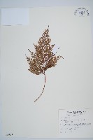 藏品(海州骨碎補)的圖片