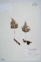 藏品(海州骨碎補)的圖片