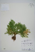 藏品(萬年松)的圖片