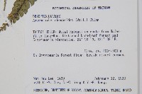 藏品(斜方複葉耳蕨)的圖片