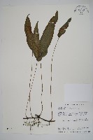 藏品(新月蕨)的圖片