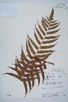 藏品(黑桫蕨)的圖片