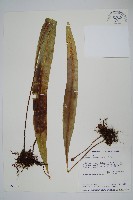 藏品(大星蕨)的圖片