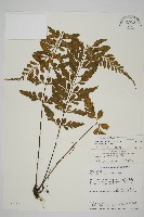 藏品(裂葉鐵角蕨)的圖片