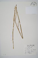 藏品(木賊)的圖片