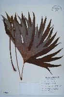 藏品(雙扇蕨)的圖片